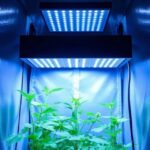 Best Grow Light for a 3x5 Grow Tent: A Comprehensive Guide