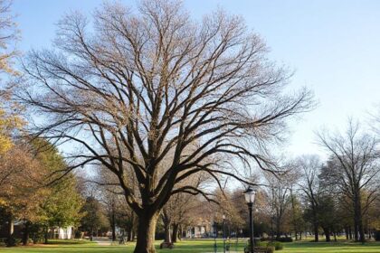 Discover Elwood Park: A Visitor's Guide