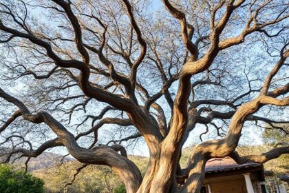 Twisted Oak Agoura Hills: A Culinary Oasis in the Heart of California