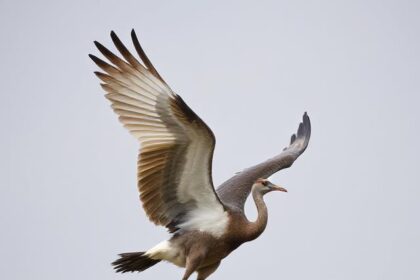 A Comprehensive Guide to Understanding Gldyql