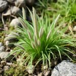 Where Does Lyposingrass Grow Naturally?