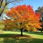 The Types of Trees in Ohio by Leaves: An In-Depth Exploration