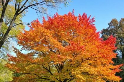 The Types of Trees in Ohio by Leaves: An In-Depth Exploration